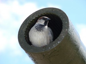 Sparrow in Gun Barrel of Tank 