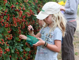 Child picking blackberries