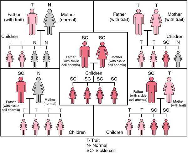 Visual Rhetoric Statistical Probability Of Sickle Cell Anemia