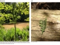 Baldcypress