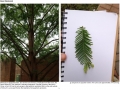 Dawn Redwood