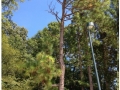 Longleaf Pine