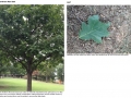 Northern Red Oak