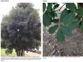 Pignut Hickory