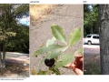 Shagbark Hickory