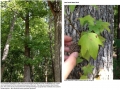 Sweetgum