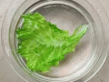 lettuce-osmosis-o