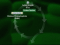 calvin-cycle-o