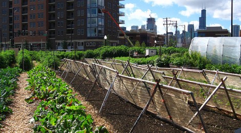 Urban agriculture and behavior change